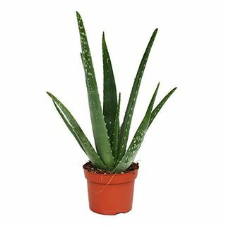 Aloe Vera augalas 