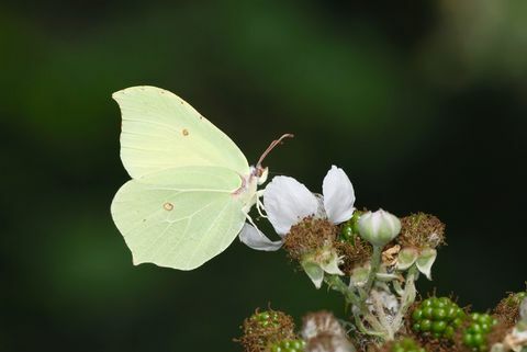 drugelis, paprastasis žiogelis