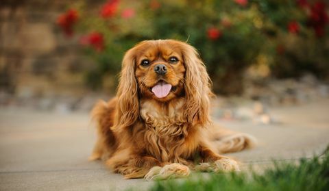 cavalier king charles spanielio portretas, išlenkiantis liežuvį