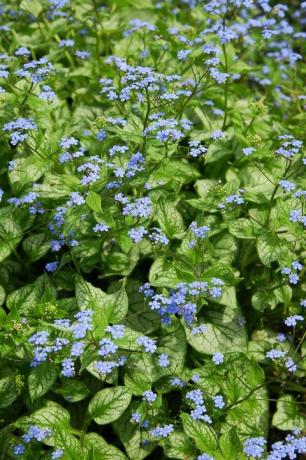 Sibiro bugloss brunnera macrophylla jack jack