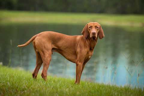 raumeningas vizsla stovi ant ežero krašto