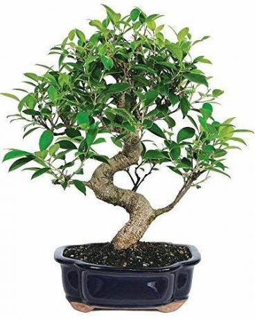 Bonsai fikuso medis