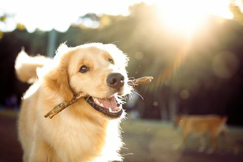 mielas laimingas šuo, žaidžiantis su lazda