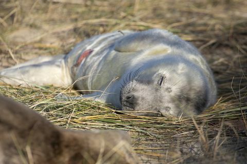 Naujagimio ruonių jauniklių nuotrauka