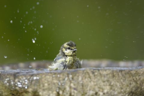 mėlyna zylė parus caeruleus, maudynės sode paukščių vonioje