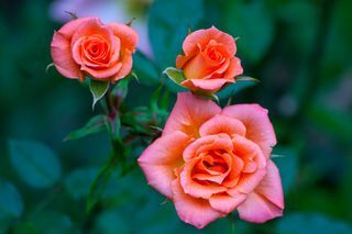 trys rožinės raudonos rožės iš arti sodo