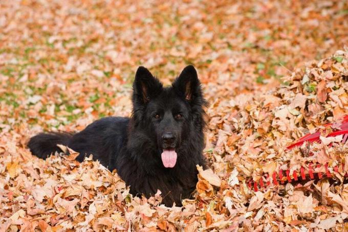 grynaveislis juodas ilgaplaukis vokiečių aviganis sausų lapų krūvoje prie raudono plastikinio grėblio