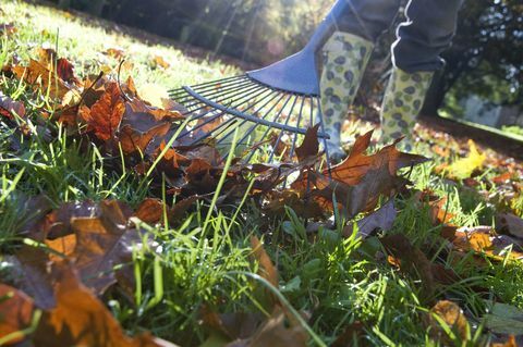 Sodininkas skina kritusius rudens lapus iš sodo vejos