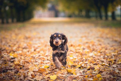 Kokerspanielio šuniukas bėga per rudeninius lapus