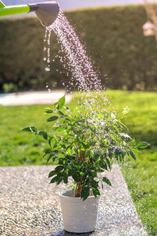 laistyti žalią gėlių vazoną sode ryškiai saulėtą vasaros dieną iš laistytuvo mažas fikuso benjaminos krūmas baltame vazone po vandens lašais saulės šviesoje