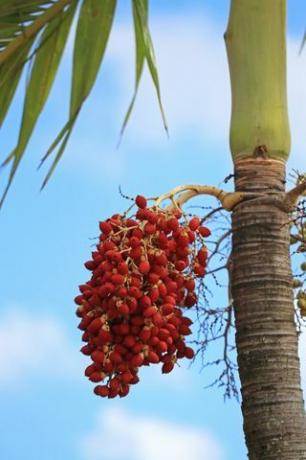 palmių vaisiai