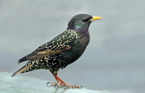 Starling