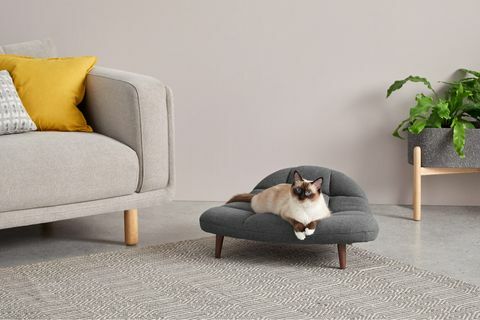 madecom pristato naminių gyvūnėlių asortimentą, atitinkantį žmogaus sofą