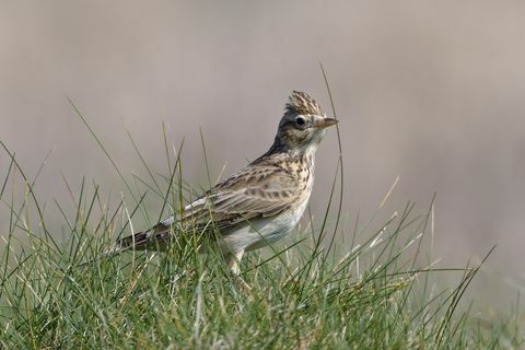 dangaus skliautas alauda arvensis, besimaitinantis pakrančių pievose, trevose galva, rugiagėlė