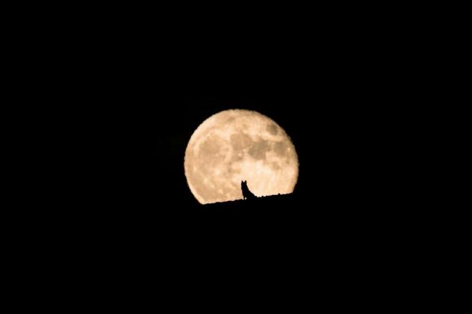 vilko šuns siluetas, stebintis kylantį mėnulio pilnatį, pilnatis ir siluetas, naminių gyvūnėlių fotografija, Helovinas
