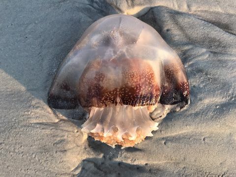 Paplūdimyje išskalbta patrankos sviedinių medūza