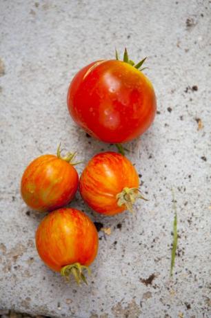 Uždaryti šviežius pomidorus ant betono
