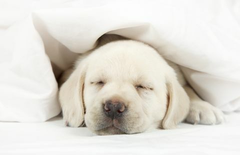 Labradoro šuniukas miega lovoje