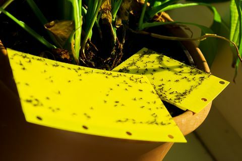 geltona lipni spąstai kambariniame augale pt