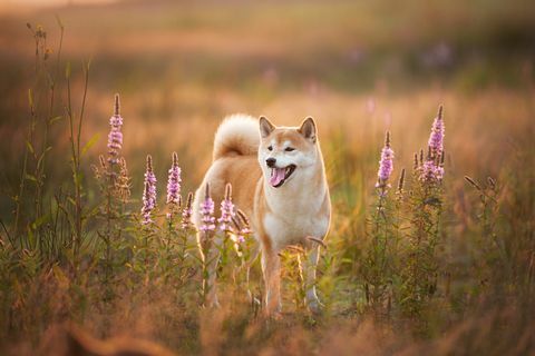 Gražus raudonasis Šiba inu šuo vasarą stovi lauke saulėlydžio metu