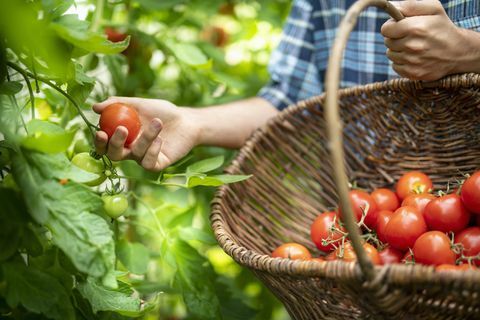 Sodininkas vasaros pabaigoje renkasi prinokusius tamsiai raudonus pomidorus ekologiško daržo šiltnamyje