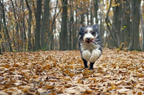 šuo palieka rudenį
