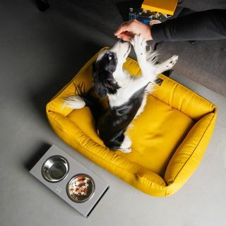 GELTONA šunų lova su nuimamu užvalkalu šviesus šunų lizdas MUSTARD XS - Xxl dydžio kilimėlis šuniui, Dovana šunų šeimininkams