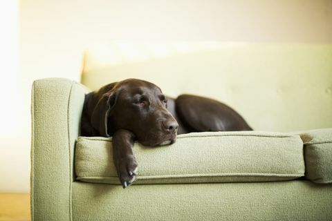 Šuo miega ant žalios sofos
