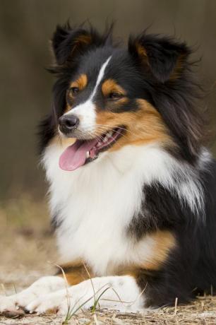 Bordercollie Sheltie Mix