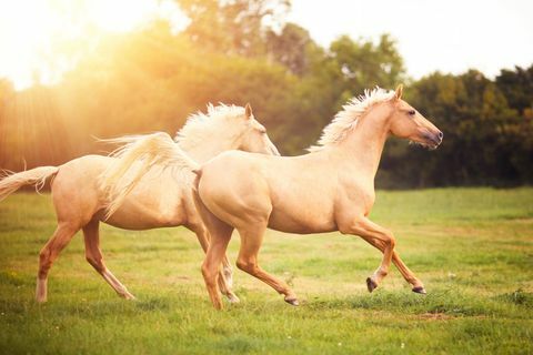 Lauke galoja „Palomino“ žirgai