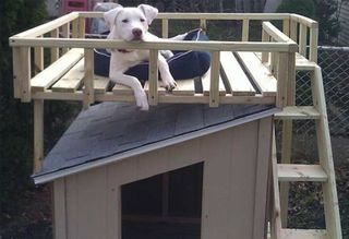 Šunų namai su stogo deniu