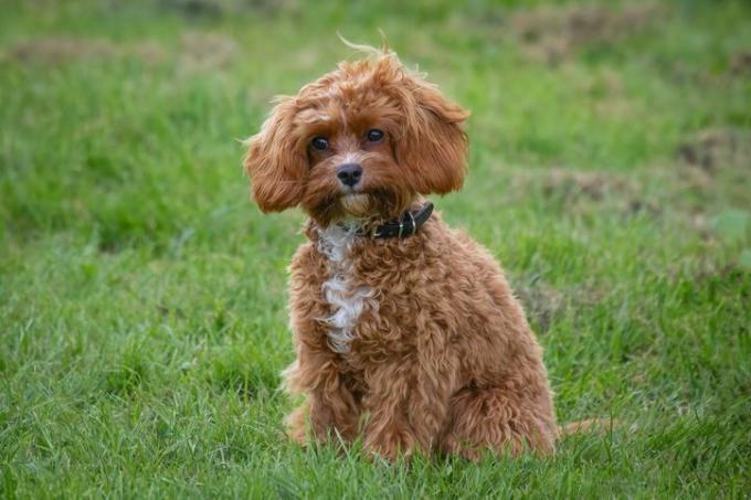 cavapoo šuniukas