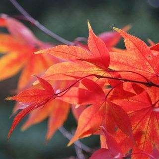 Japoniškas klevas – Acer palmatum 'Osakazuki'