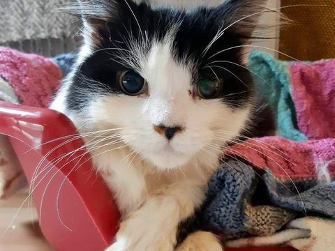 RSPCA ieško žmonių megzti kačių antklodes