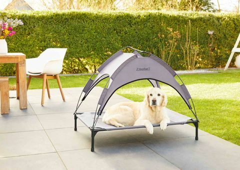 „lidl“ paleidžia vasarą naują šunų saulės lovą