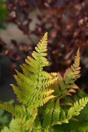 rudens paparčio lotyniškas pavadinimas dryopteris erythrosora