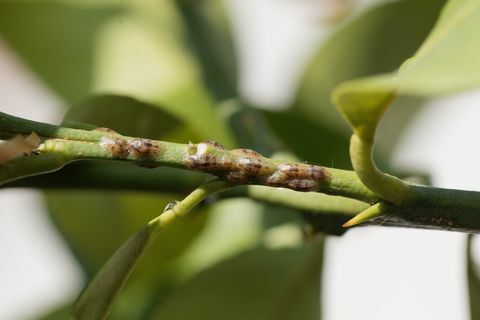 žvyniniai vabzdžiai ant citrinmedžio stiebo