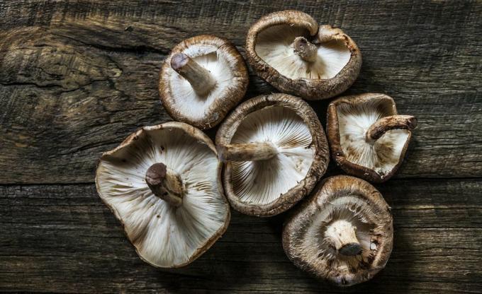 Shiitake natiurmortas