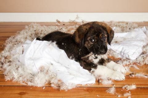 Neklaužada šuniuko suplėšyta pagalvė
