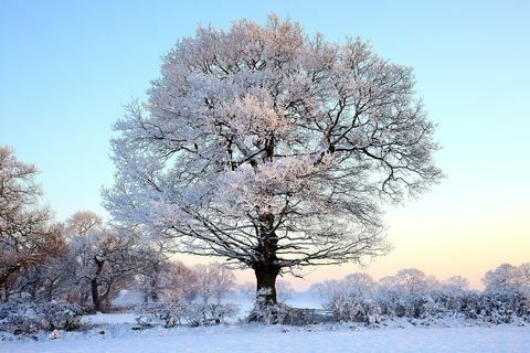 Medis padengtas sniegu