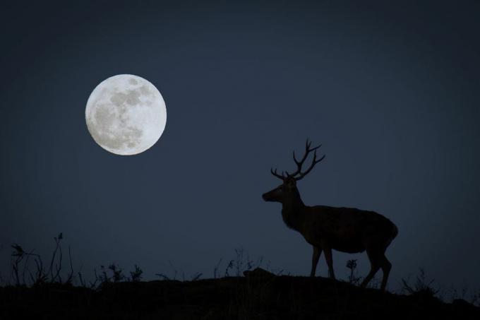 pilnatis su baku siluete, vaizduojančiu spalio mėnesio medžiotojo mėnulį