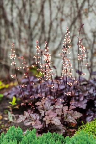 daugiamečių augalų heuchera micrantha sode purpuriniai lapai ir žydintys mažyčiai žiedai