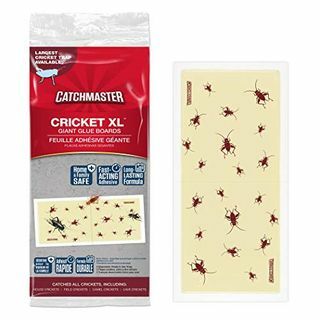 „Catchmaster Cricket XL“ klijų gaudyklės