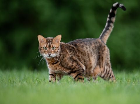 katės, stovinčios žolėtame lauke, portretas