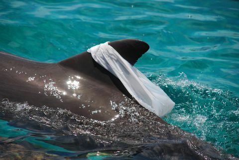 Atlanto delfinų delfinai Žaisti su plastikiniu maišeliu, smagiai vilkdami jį ant nugaros peleko