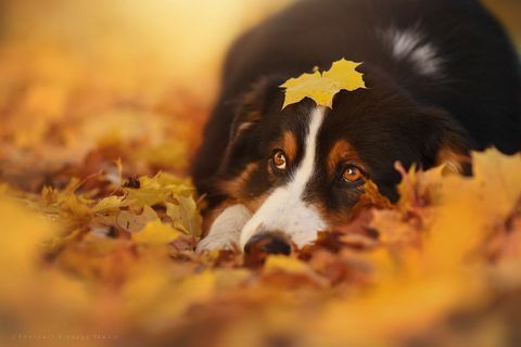 Šis fotografas daro nuostabiausias rudenį mėgaujančių šunų nuotraukas