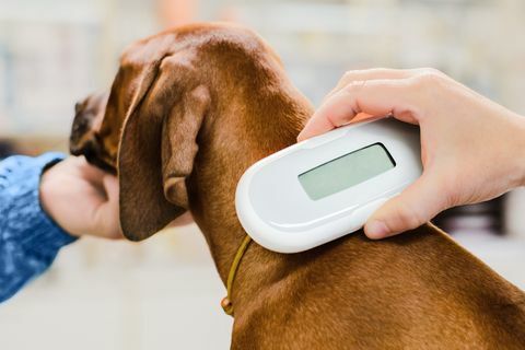 Veterinaras tikrina mikroschemos implantą šuniukui, prietaisas uždaromas