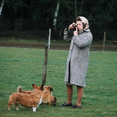 Vindzoras, Jungtinės Karalystės karalienė Elizabeth II fotografuoja savo korgius Vindzoro parke 1960 m. Vindzoro mieste, Anglijoje Anwar Husseingetty nuotrauka