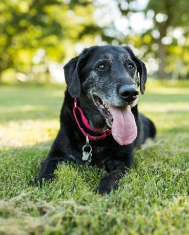 vyresnysis labradoro retriverio šuo guli žolėje parke lauke