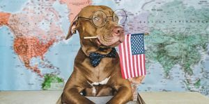 mielas, gražus šuo ir Amerikos vėliava iš arti, patalpose